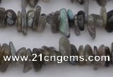 CCH646 15.5 inches 4*10mm - 6*14mm labradorite chips beads