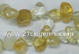 CCH312 15.5 inches 10*15mm citrine chips gemstone beads wholesale