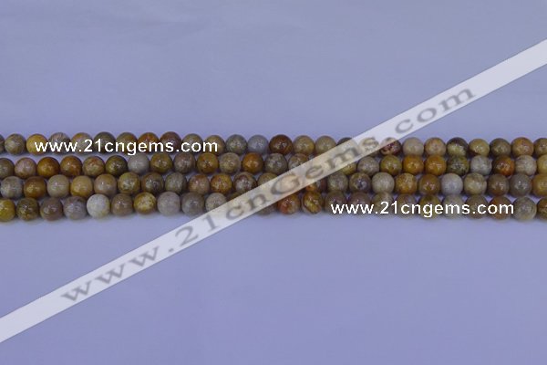 CFC200 15.5 inches 4mm round fossil coral beads wholesale