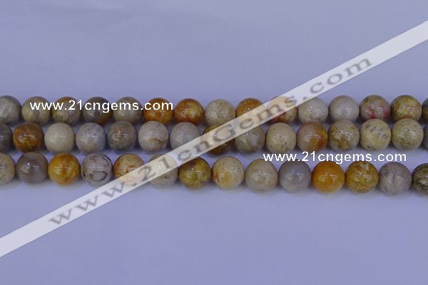 CFC204 15.5 inches 12mm round fossil coral beads wholesale