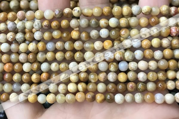 CFC320 15.5 inches 4mm round fossil coral beads wholesale