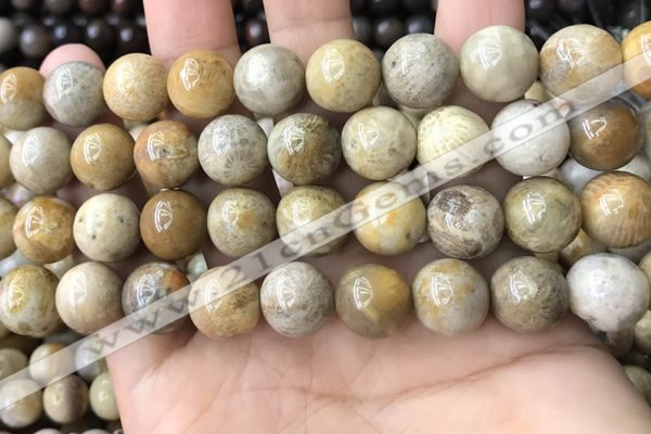 CFC324 15.5 inches 12mm round fossil coral beads wholesale