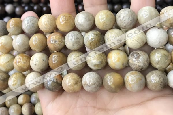 CFC325 15.5 inches 14mm round fossil coral beads wholesale