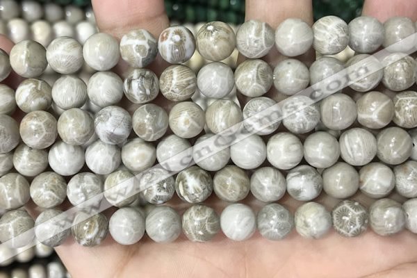 CFC330 15.5 inches 8mm round fossil coral beads wholesale