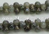 CLB630 15.5 inches 4*9mm bone AB-color labradorite beads