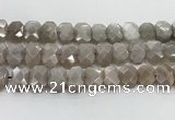 CNG8615 10*13mm - 12*16mm faceted freeform moonstone beads