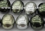 CSB718 15.5 inches 16*19mm oval mixed color shell pearl beads